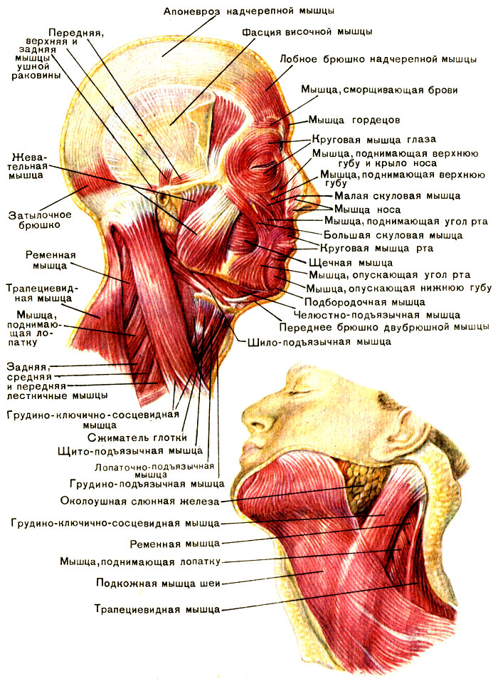 Мышцы шеи