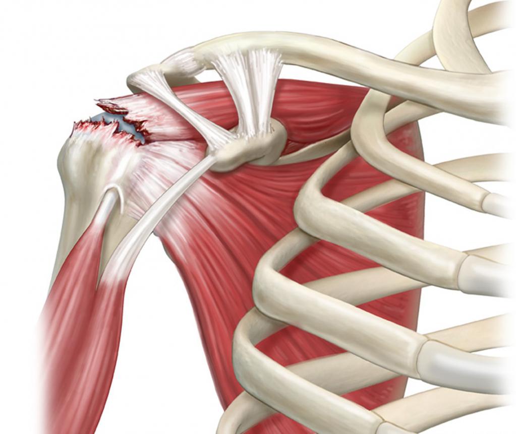 мышцы плеча