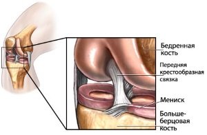 Строение сочленения