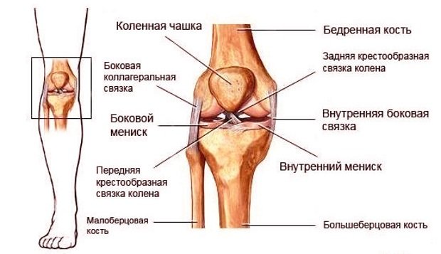 Связочный аппарат колена