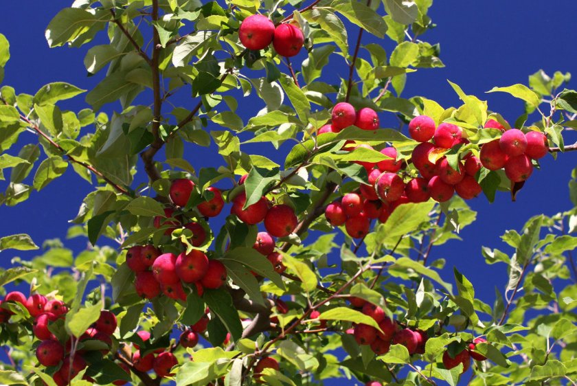Выращивание Райской яблони