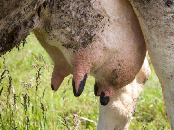 Болезни и болячки вымени у коров