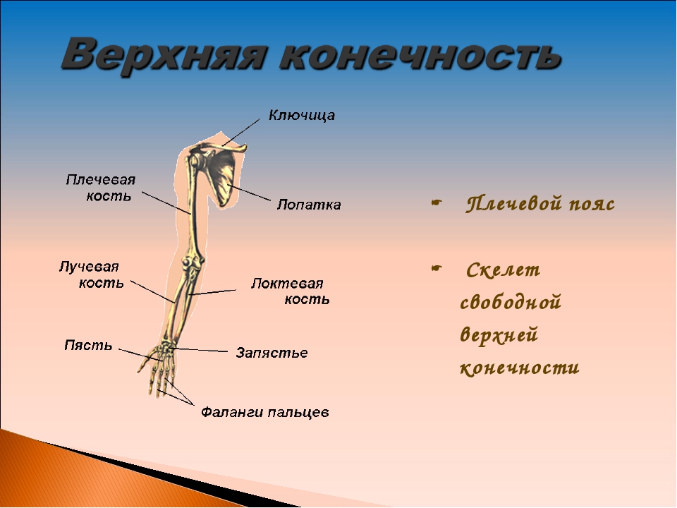 Кости свободной. Плечевой пояс и скелет верхних конечностей. Костный скелет свободной верхней конечности. Скелет пояса верхних конечностей (плечевого пояса). Строение скелета верхней конечности (отделы и кости).