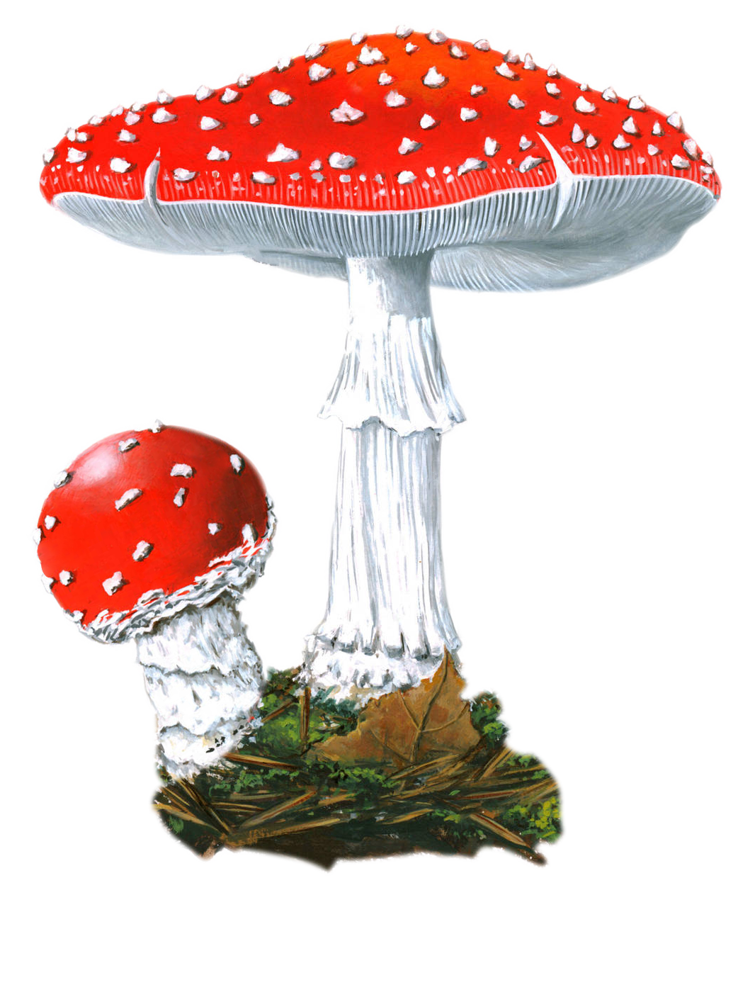Изображение гриба Мухомор Красный