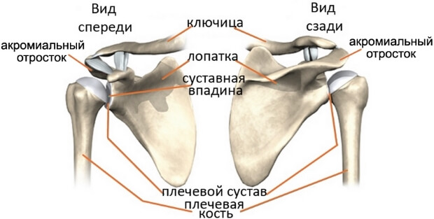 Анатомическое строение