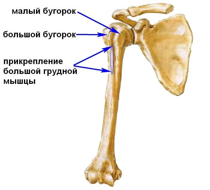 Анатомическое строение костей