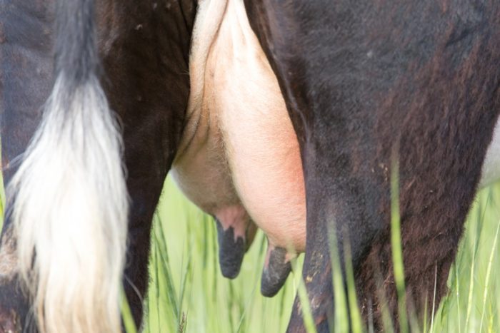 Чем лечить болячки на вымени у коровы?