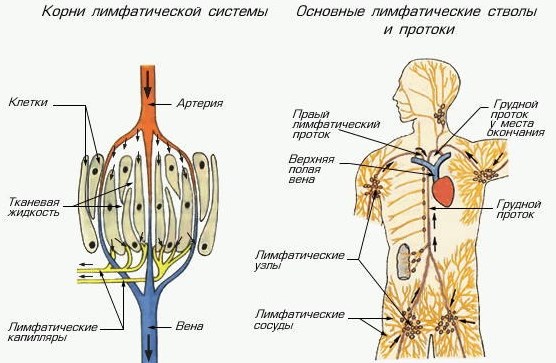 Воспалился лимфоузел подмышкой. Как и чем лечить, что делать в домашних условиях