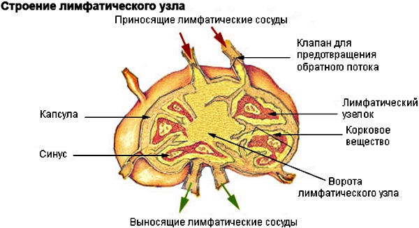 Где находятся лимфоузлы у человека на теле у мужчин фото