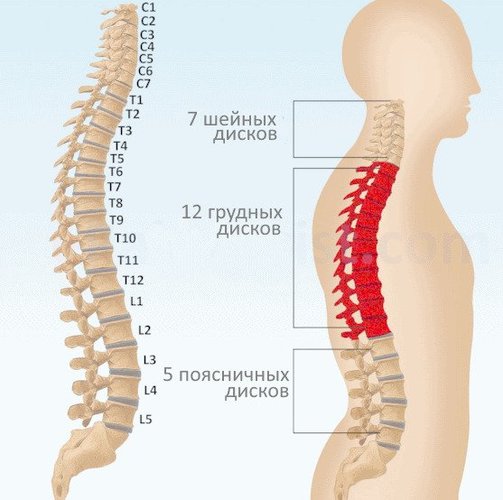 Гимнастика Бубновского для шеи, суставов, при грыже позвоночника в домашних условиях