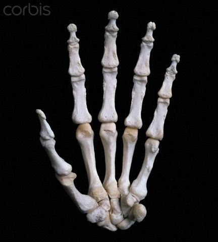Скелет пальцев человека. Скелет кисти. Скелет руки. Кисть руки скелет. Скелет ладони.