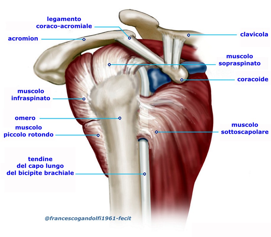 Разрыв ротаторной. Ротаторная манжета плечевого сустава. Мышцы ротаторной манжеты плечевого сустава. Ротаторная манжета анатомия. Вращательная манжета плечевого сустава анатомия.