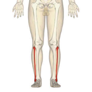 Строение голени человека кости мышцы сухожилия травмы и болезни