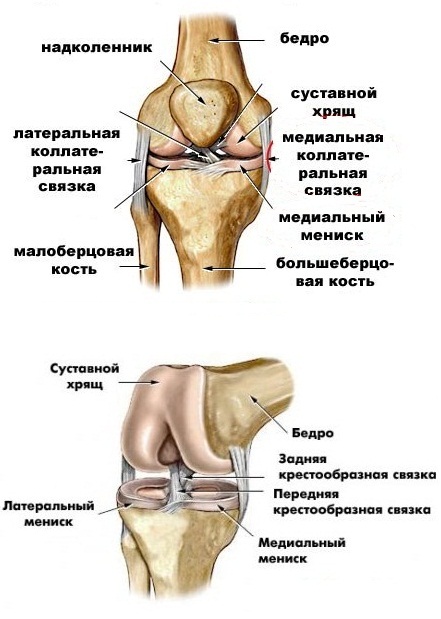 Латеральный мыщелок бедренной. Задняя крестообразная связка коленного сустава анатомия. Схема костей коленного сустава. Коленный сустав анатомия схема. Сесамовидная кость коленного сустава.