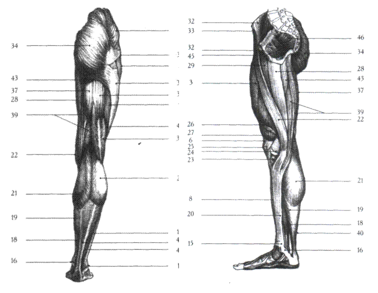 Функция отдела нижних конечностей. Мышцы нижней конечности конечности анатомия. Мышцы и фасции нижней конечности анатомия. Мышцы нижней конечности анатомия схема. Анатомия мышц и костей нижней конечности.
