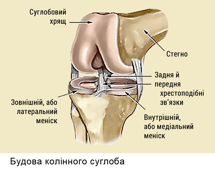 Как устроено колено. Коленный сустав анатомия строение. Коленный сустав строение связки коленного сустава. Коленный сустав анатомия строение рисунок. Костная структура коленного сустава.