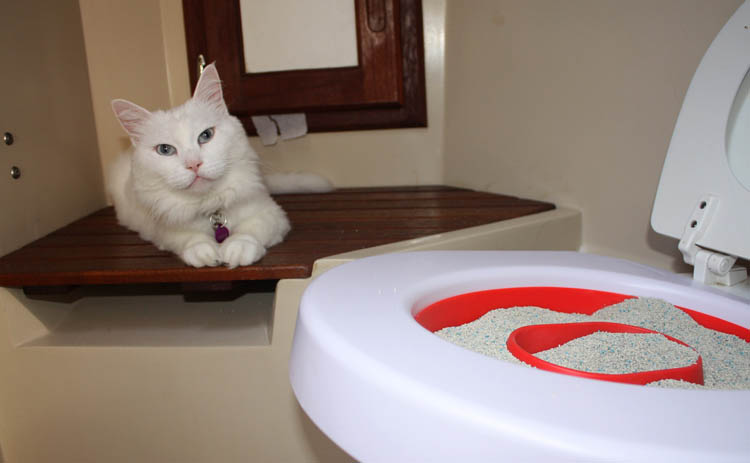 Кошка и туалет
