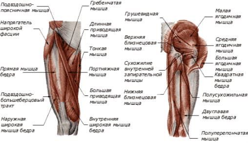 Мышечная структура таза