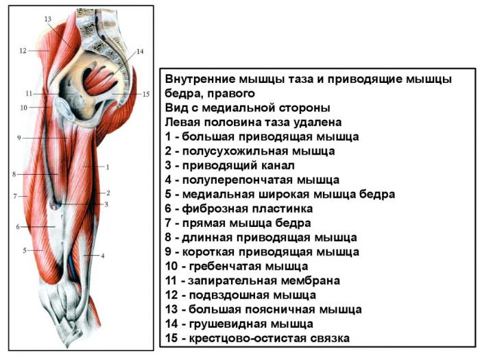 Анатомия бедренных мышц