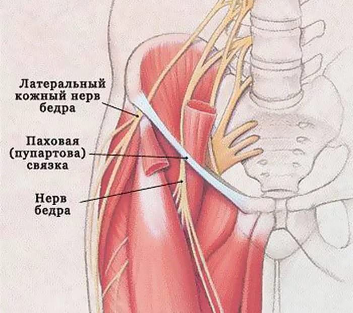 Анатомия нерва бедра