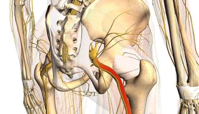 Седалищный нерв