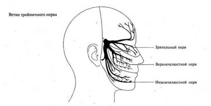 Ветви тройничного нерва