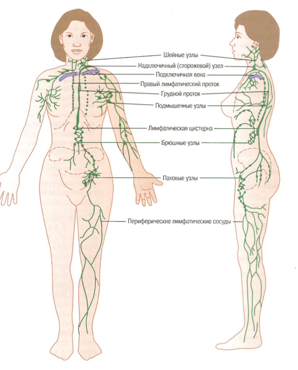 У человека более 500 лимфатических узлов