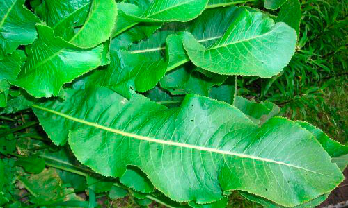 Лечение остеохондроза листьями хрена