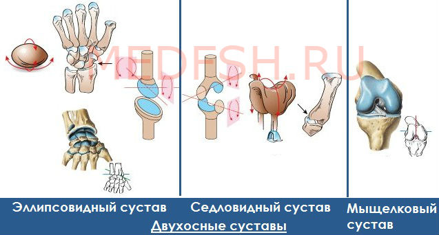 Классификация суставов: двухосные суставы