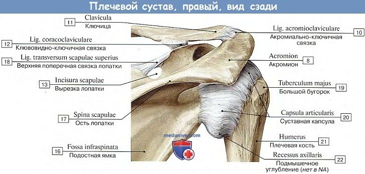Анатомия: Плечевой сустав, вид сзади
