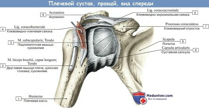 Анатомия: Плечевой сустав, вид спереди