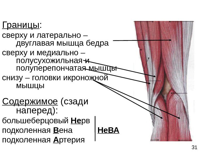 Название и анатомические особенности задней части колена