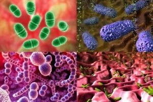 Разновидности бактерий