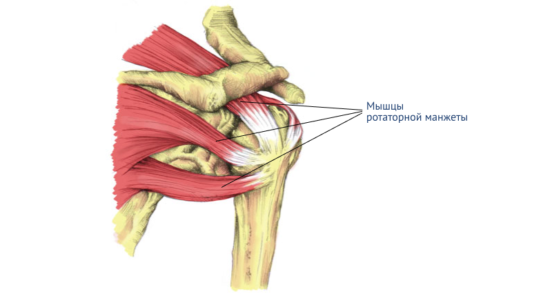 Воспаление сухожилий плечевого сустава: мышцы ротаторной манжеты