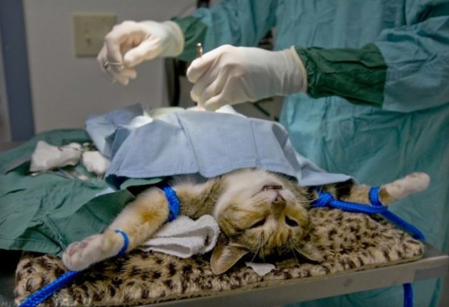 Кошка лежит на операционном столе