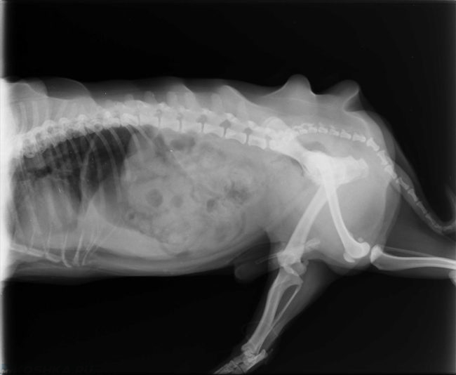 Рентгеновский снимок собаки