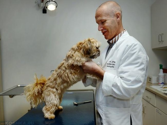 Собака придерживаемая за лапы ветеринаром