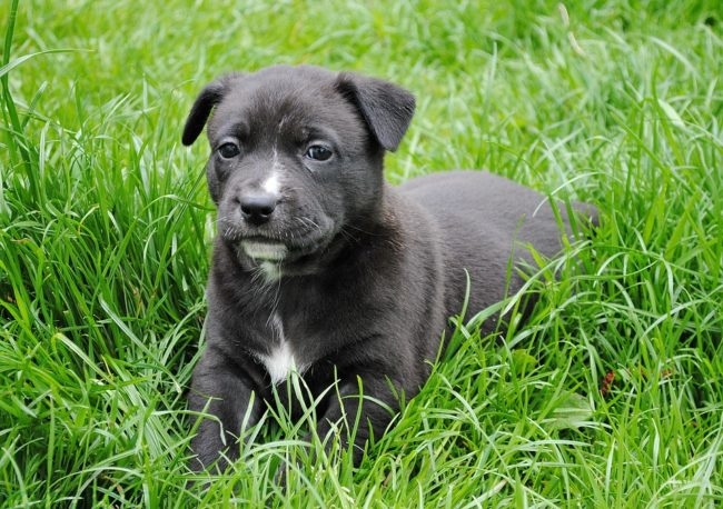 Молодая собака на зелёной траве