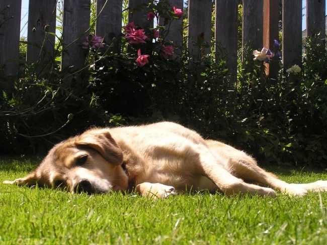 Собака лежащая на боку на траве