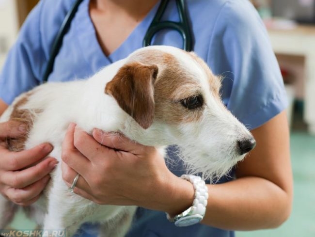 Собака перед операцией в ветеринарной клинике