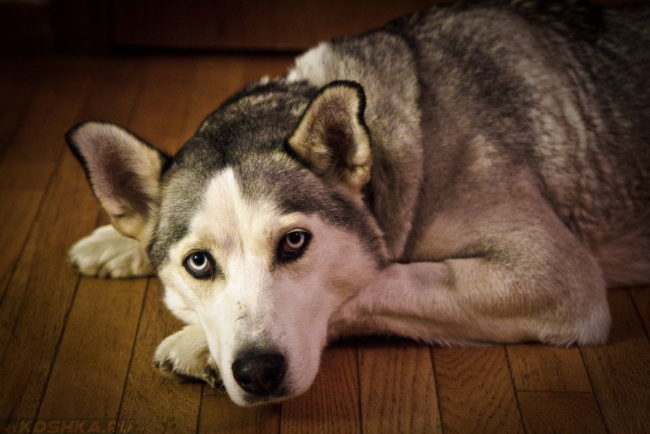 Собака лежащая на полу в доме