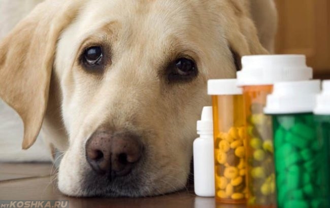 Таблетки в баночках и собака