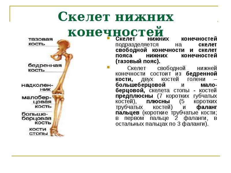 Какими костями он образован что такое вилочка. Опорно двигательная система скелета верхней и нижней конечностей. Скелет нижних конечностей состоит. Опорно двигательная система пояс нижних конечностей.
