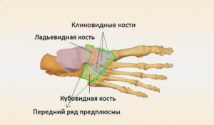 Выделен передний ряд предплюсны с разделением на латеральный и медиальный отдел