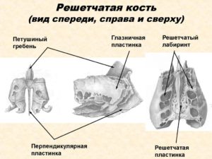 Решетчатая кость в трех проекциях