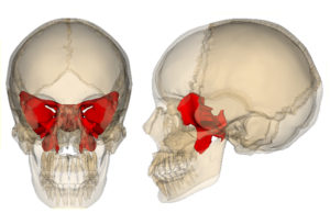 Схема расположения решетчатой кости в черепе