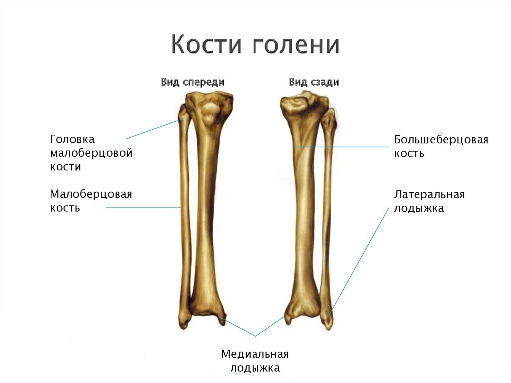 Строение голени человека кости мышцы сухожилия травмы и болезни