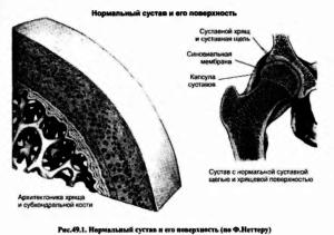 Нормальный сустав и его поверхность