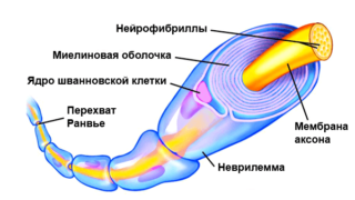 Анатомия ноги человека нервы