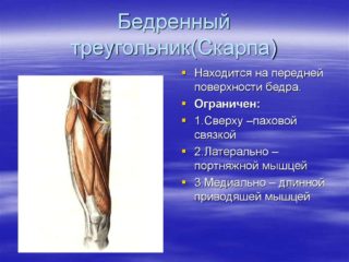 Анатомия ноги человека нервы